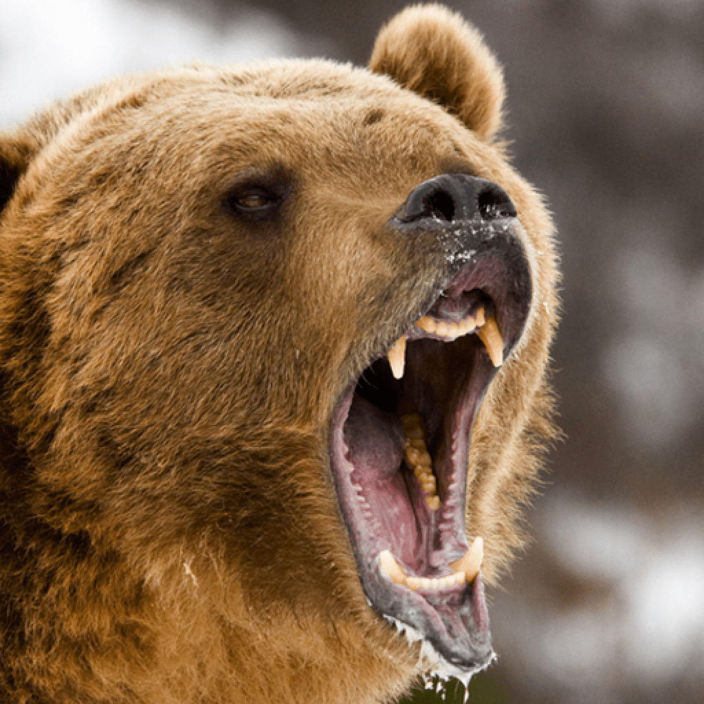 Berachain Jumps 14% as Proof of Liquidity Rewards Go Reside – Decrypt