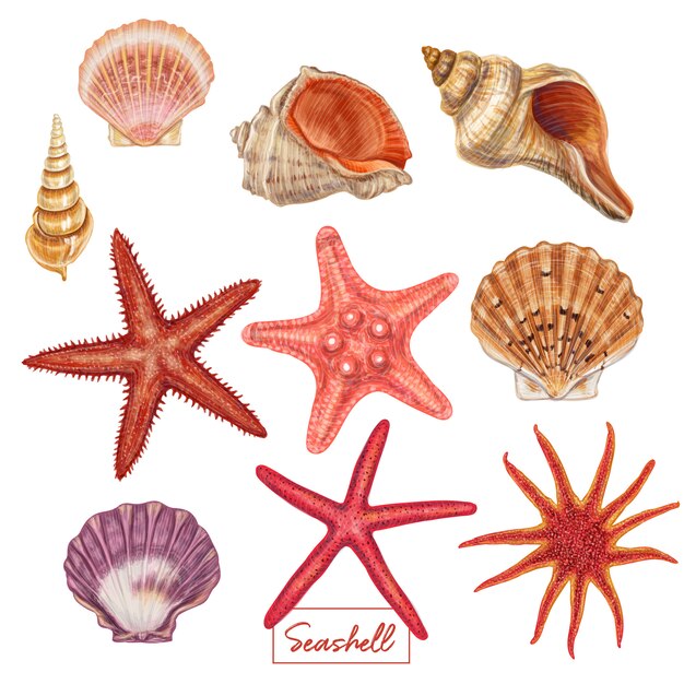 Beach canvas wall art ocean decor beach seashell starfish nature picture blue canvas . Premium Vector Hand Drawn Seashell Set