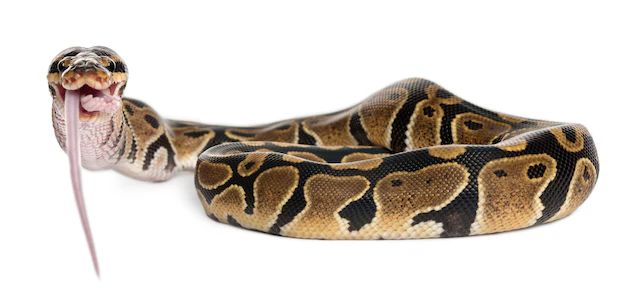 Python Royal Python Eating A Mouse Ball Python Python Regius In - Mobile Colorful Designs for Desktop