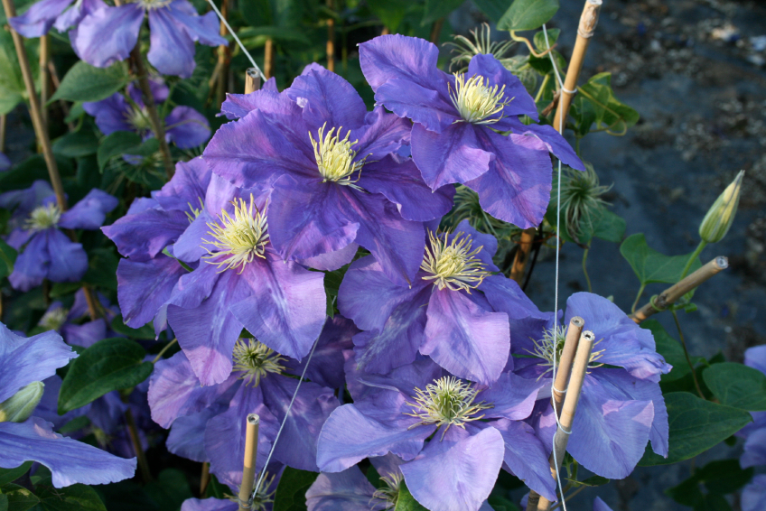 Der kompakte zwergflieder ‚superba' (syringa microphylla) blüht sogar zwei mal im jahr: BlÃ¼tezeit der Clematis Â» Wann blÃ¼ht welche Art?