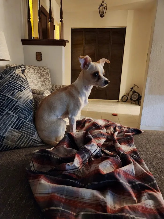 Animal emergency hospital deland