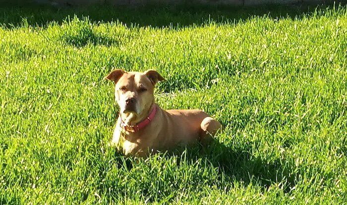 Bell ridge animal hospital & grooming