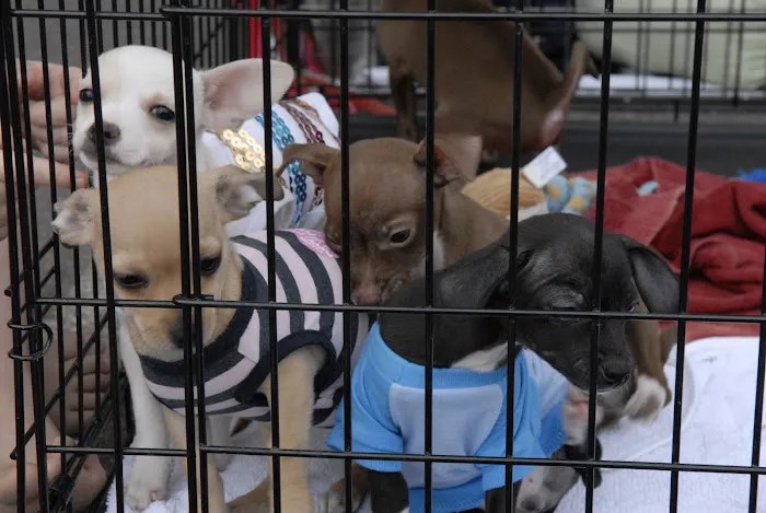 San tan animal hospital