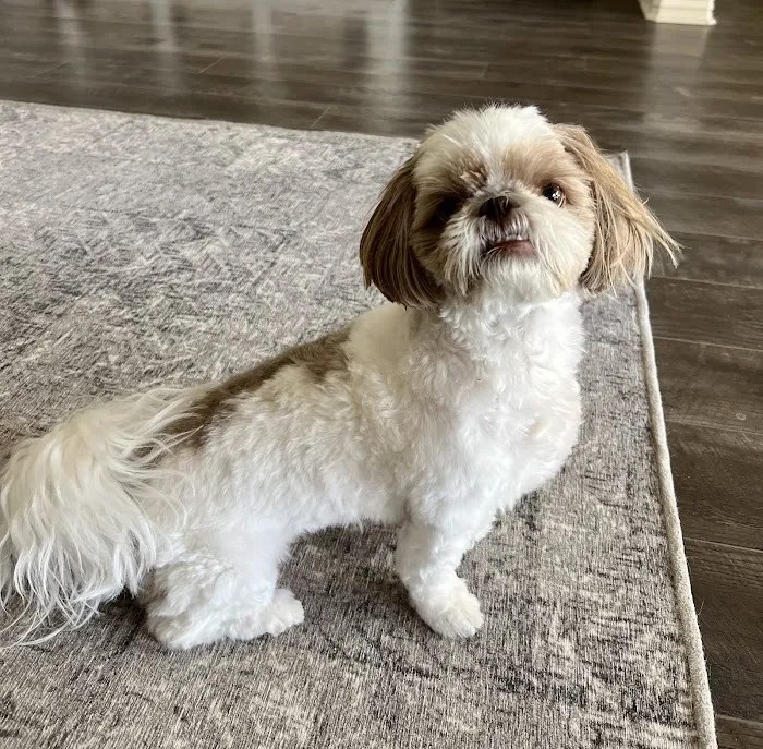 San tan animal hospital