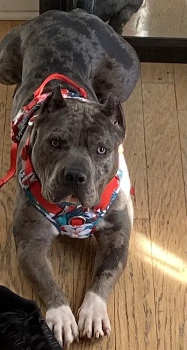 Summit chase animal hospital