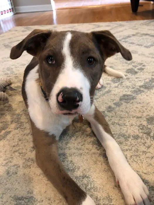 Glen ellyn animal hospital