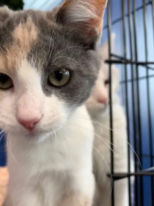 Glen ellyn animal hospital