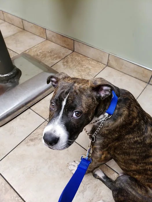 Cross keys animal hospital