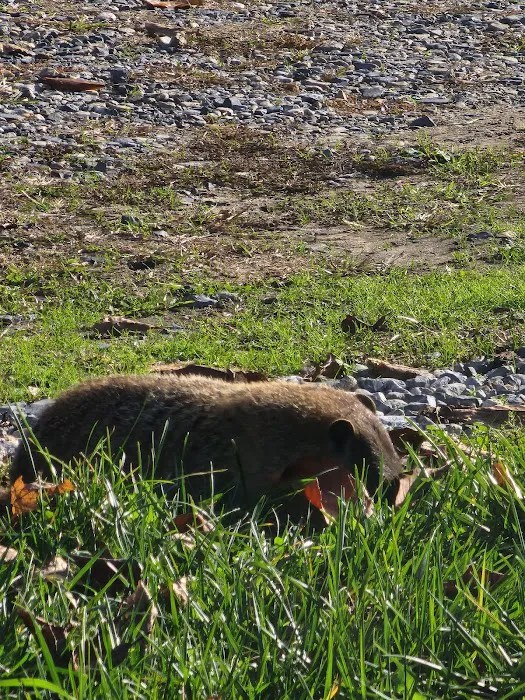 Cross keys animal hospital