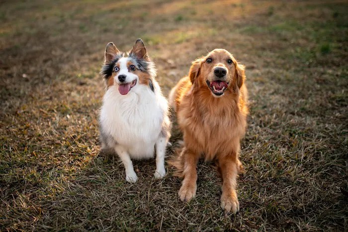 Suwanee animal hospital