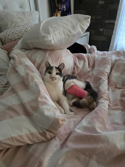 Suwanee animal hospital