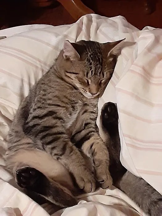 Addison animal hospital