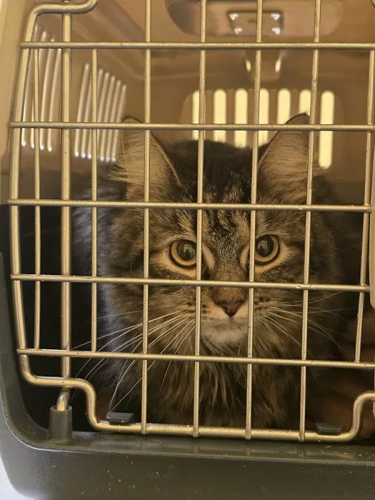 Naamans animal hospital