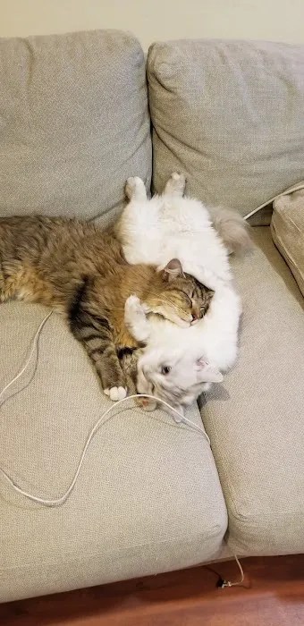 Discover premier pet care at park ridge animal hospital