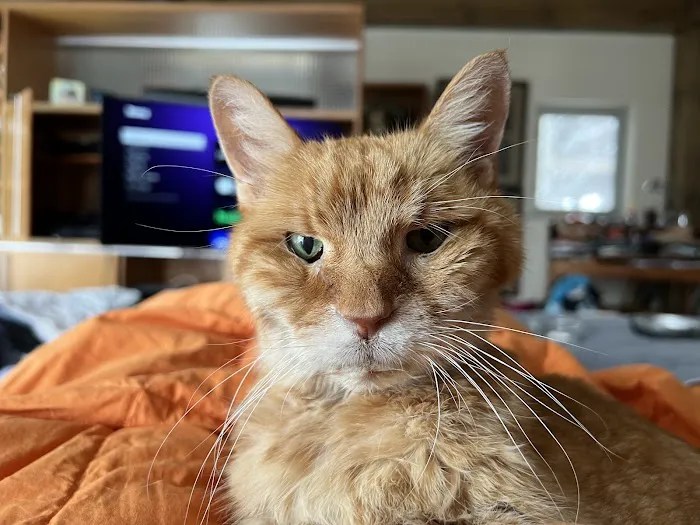 Bluepearl pet hospital golden valley: exceptional emergency and specialty veterinary care