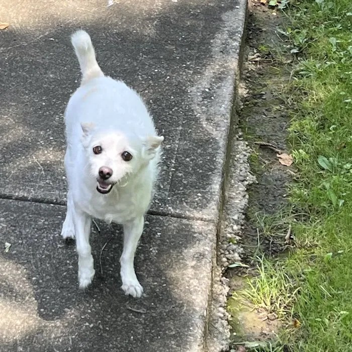 Experience compassionate pet care at grand montecito animal hospital in las vegas