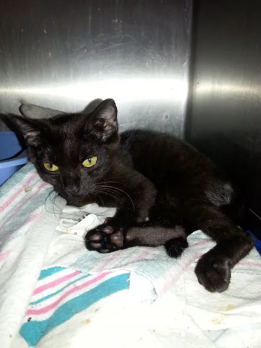 Greenwood animal hospital: your caring pet hospital in tell city, in