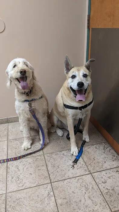 Vca white oak animal hospital: your trusted partner in pet care