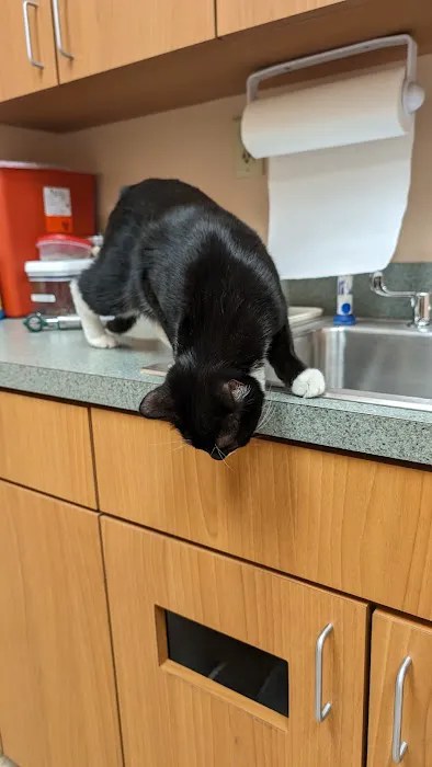 Vca white oak animal hospital: your trusted partner in pet care