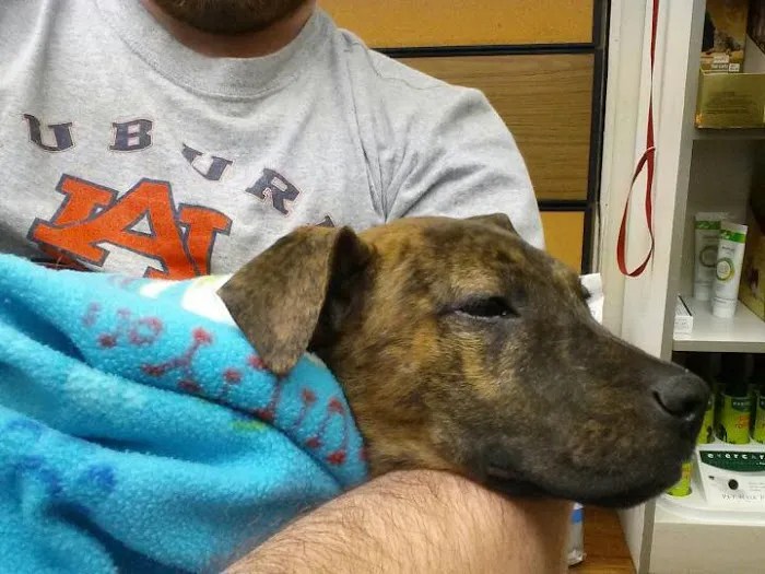 Apollo animal hospital pc: your local pet care partner in huntsville, al