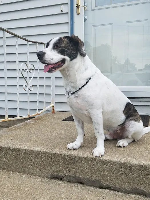 Vale park animal hospital