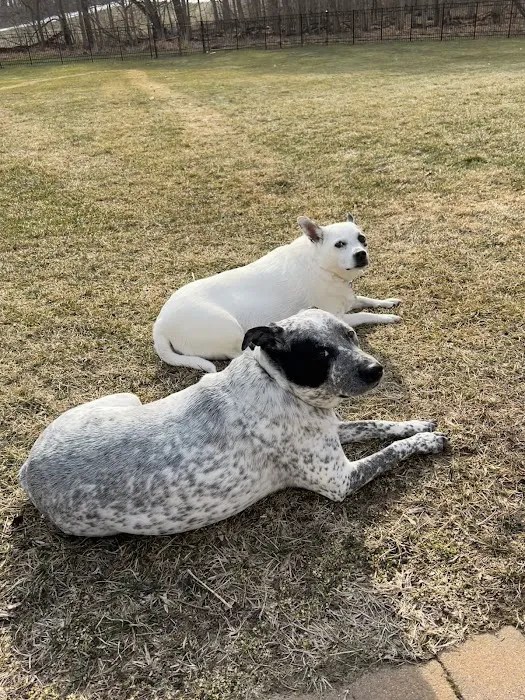 Vale park animal hospital