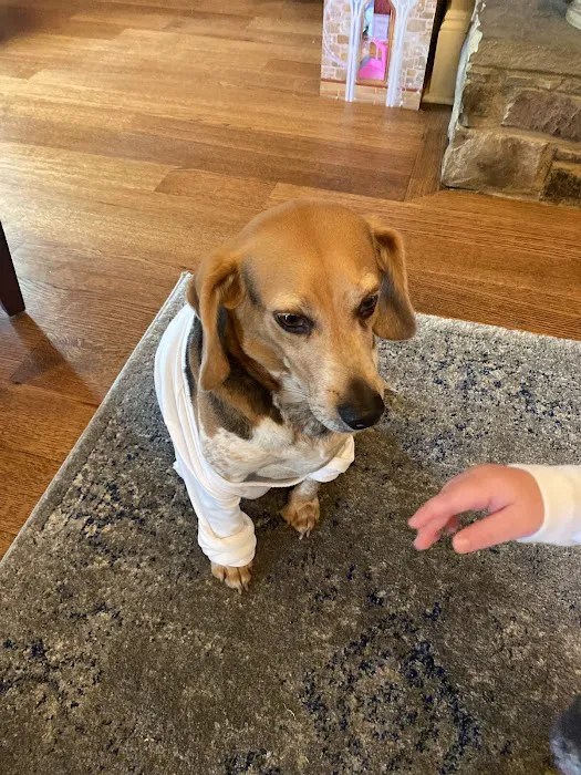 Germantown animal hospital