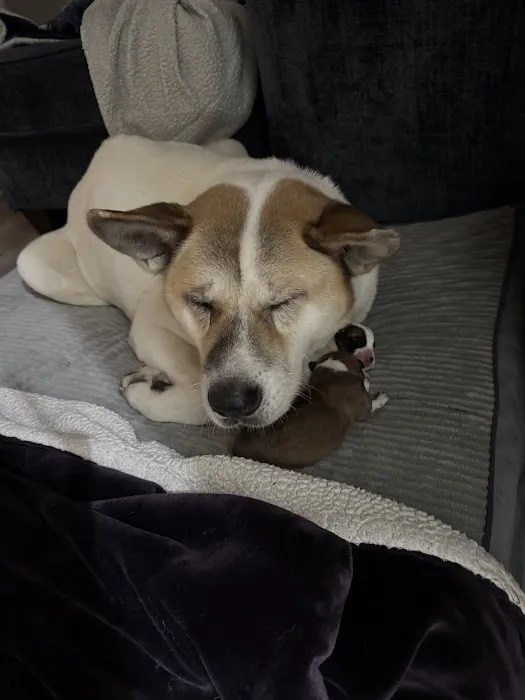 Germantown animal hospital