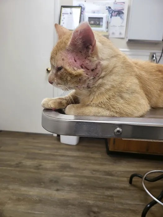 Taylor animal hospital