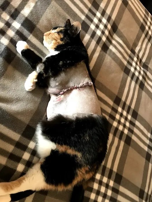 Webster groves animal hospital and urgent center