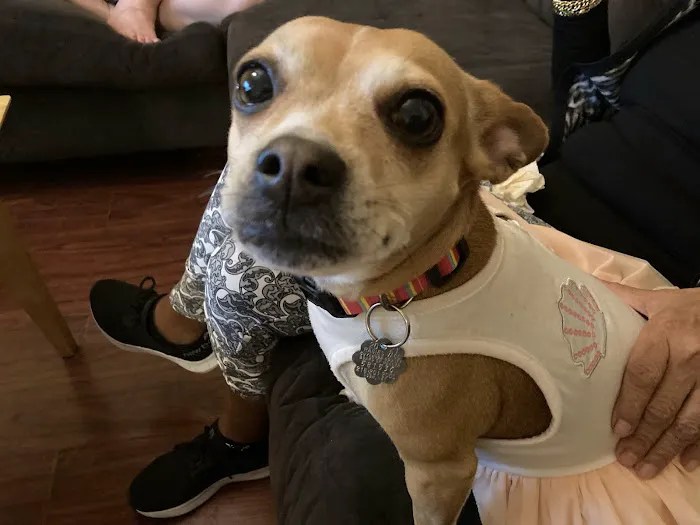 Tremont animal clinic: compassionate and expert pet care in cleveland