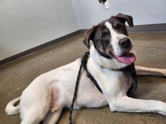 Tremont animal clinic: compassionate and expert pet care in cleveland