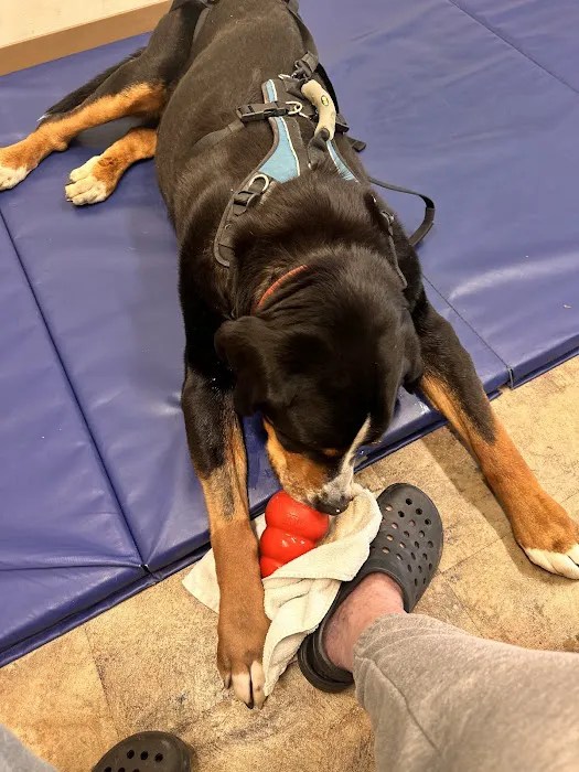 Liverpool animal health center: trusted & compassionate pet care in liverpool, ny