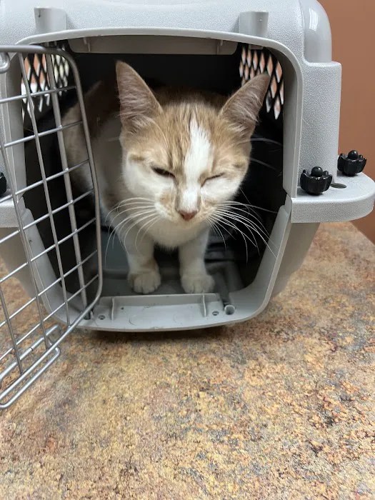 Middlesex county animal hospital: exceptional pet care in north billerica, ma