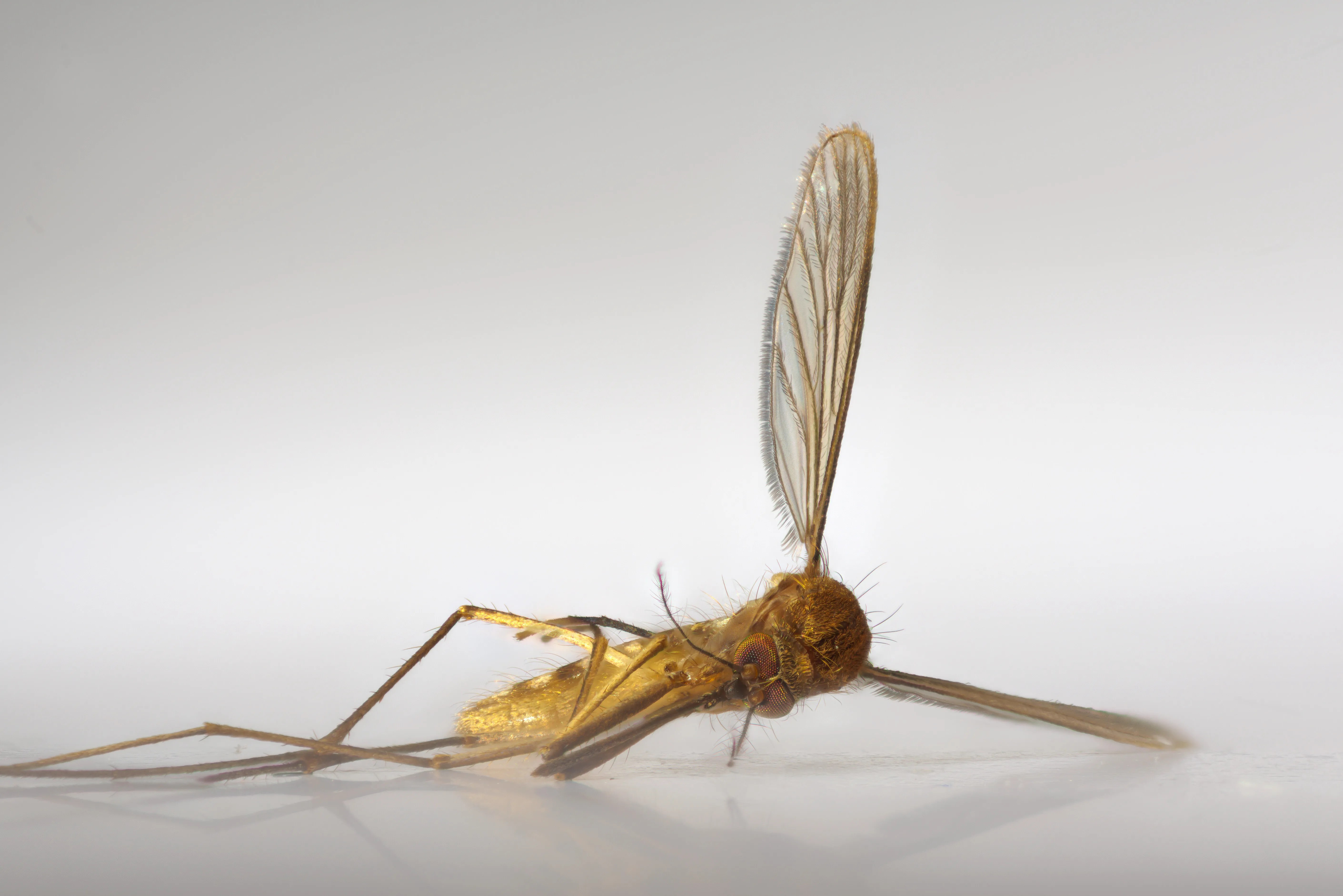 Πώς ένα κουνούπι βοήθησε την αστυνομία να συλλάβει διαρρήκτη