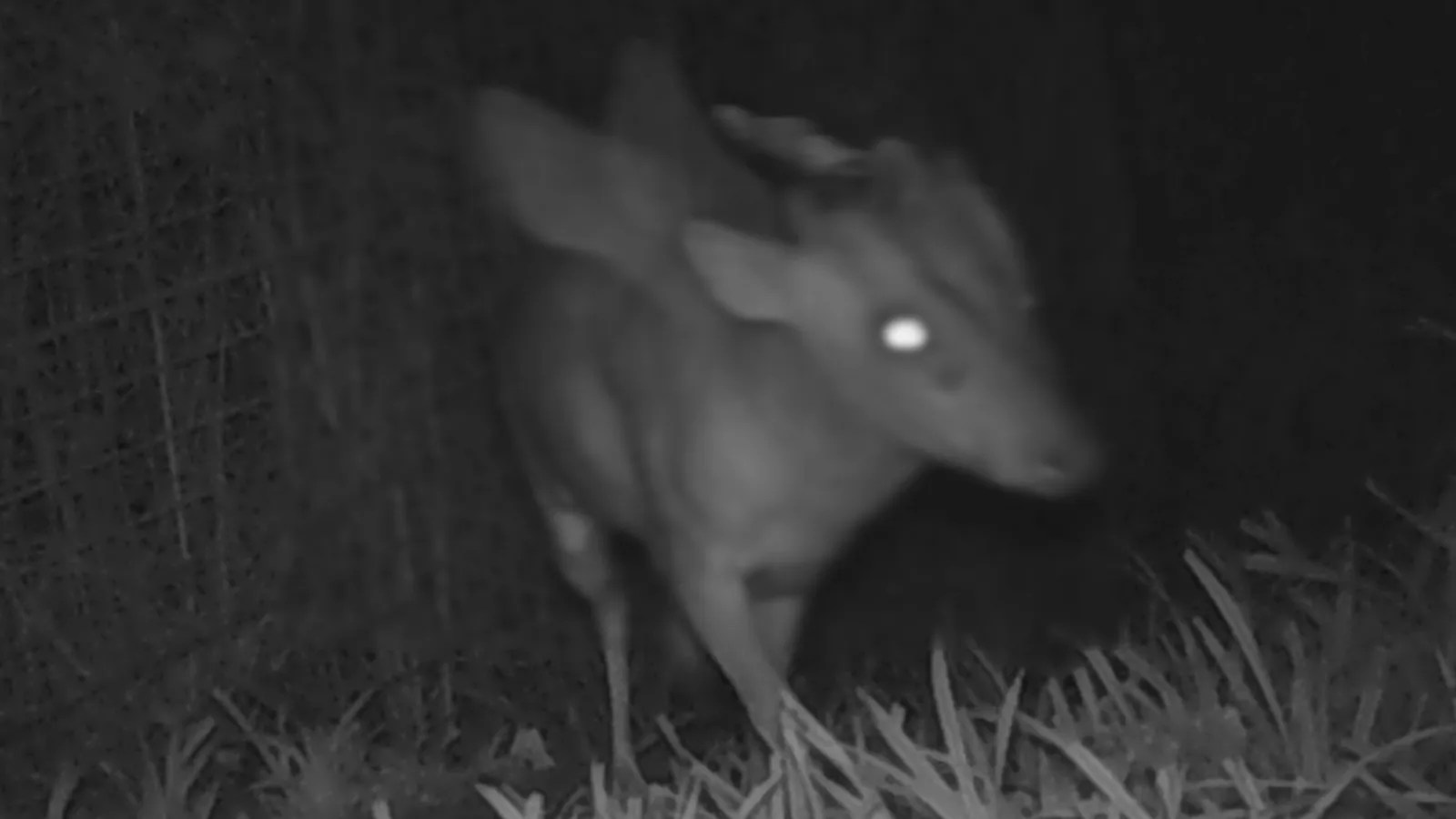 Bristol Zoo Keepers 'Baffled' By 'Mysterious Winged And Horned Creature' Caught On Camera