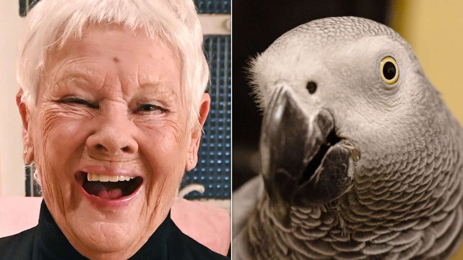 Judi Dench Reveals The Rude 4-Letter Nickname Her Parrot Has For Her