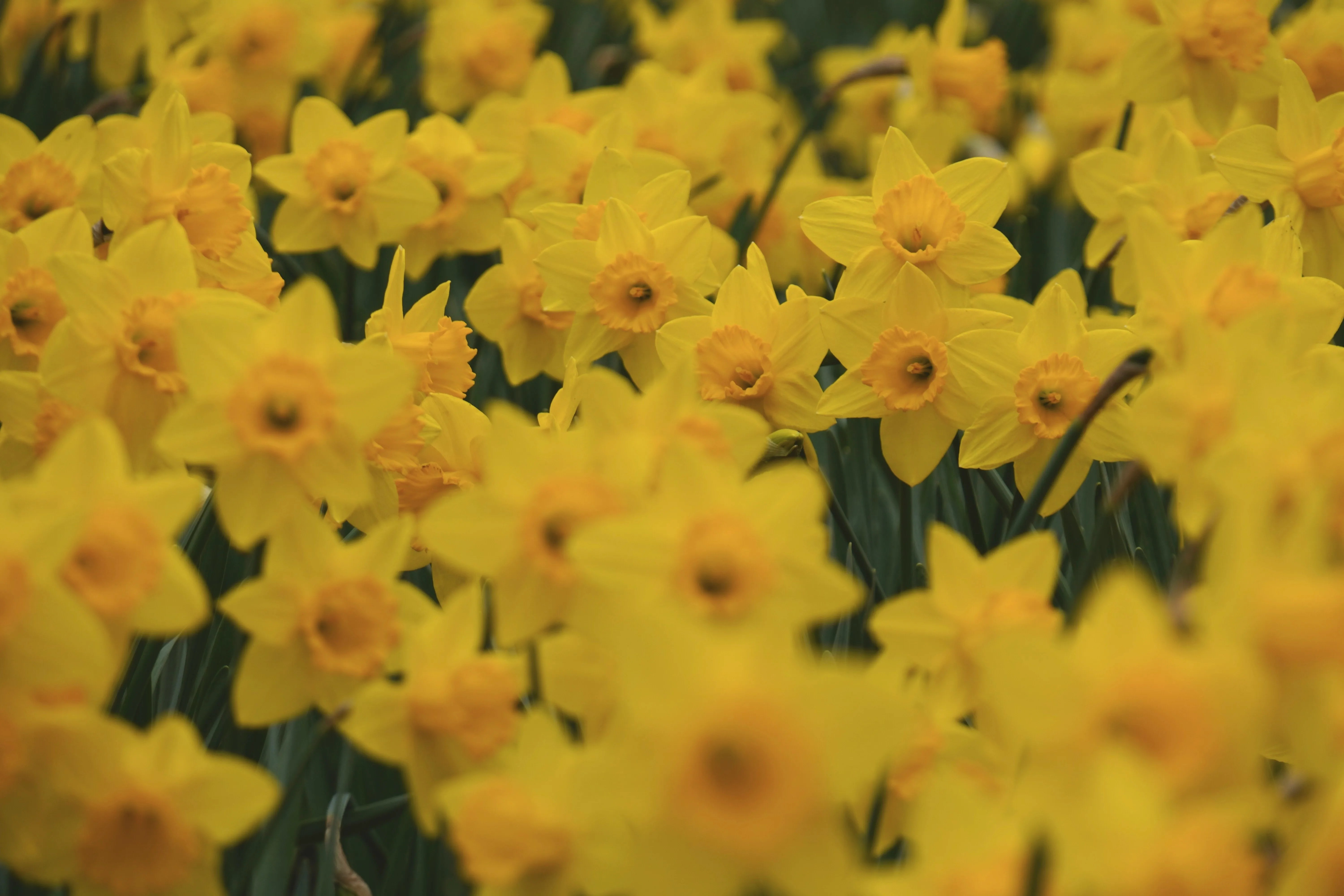 UK Gardeners Advised To Do These 6 Tasks In March