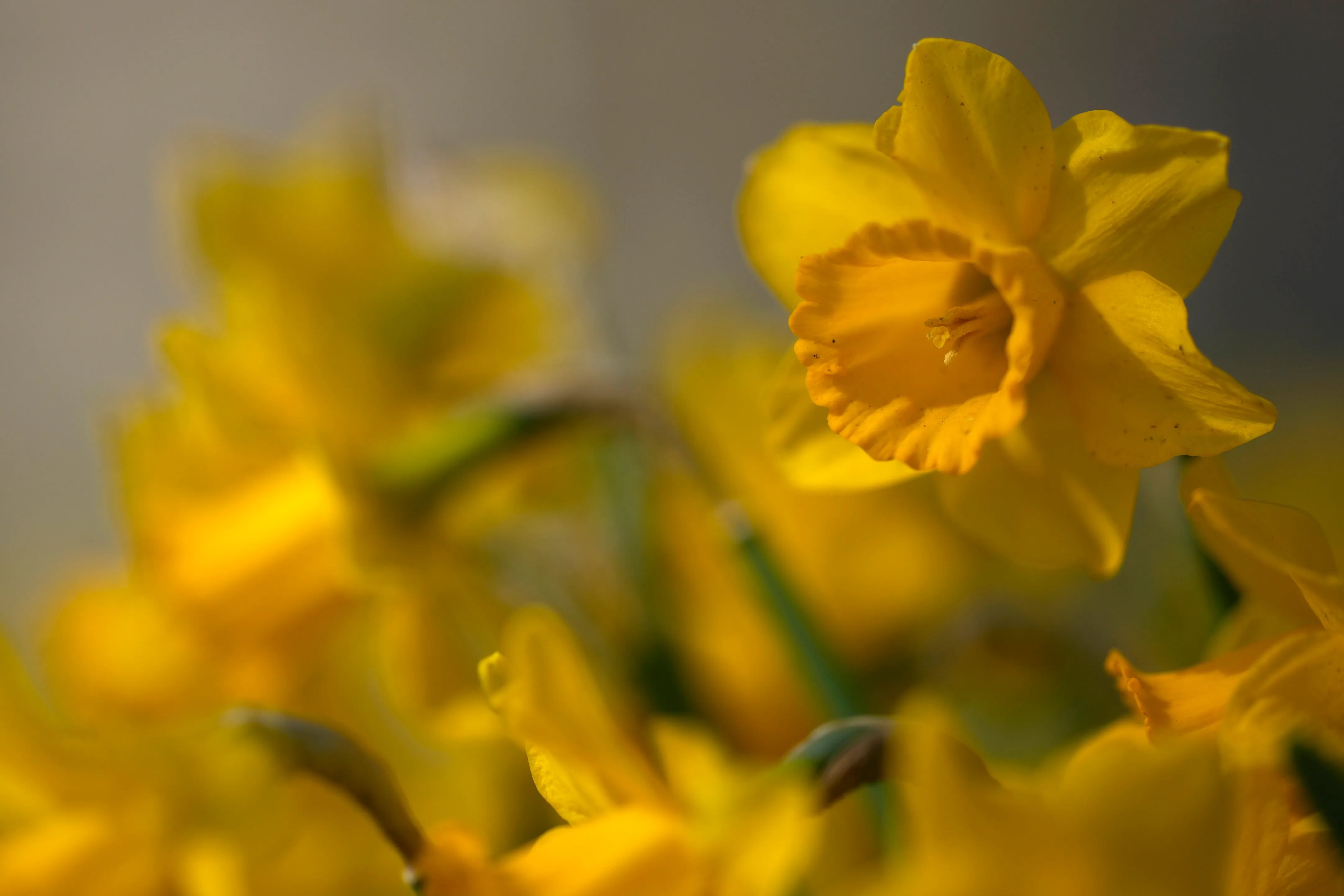 This 'Toxic' Part Of Daffodils Could Ruin Your Skin (And Bouquet), Expert Warns