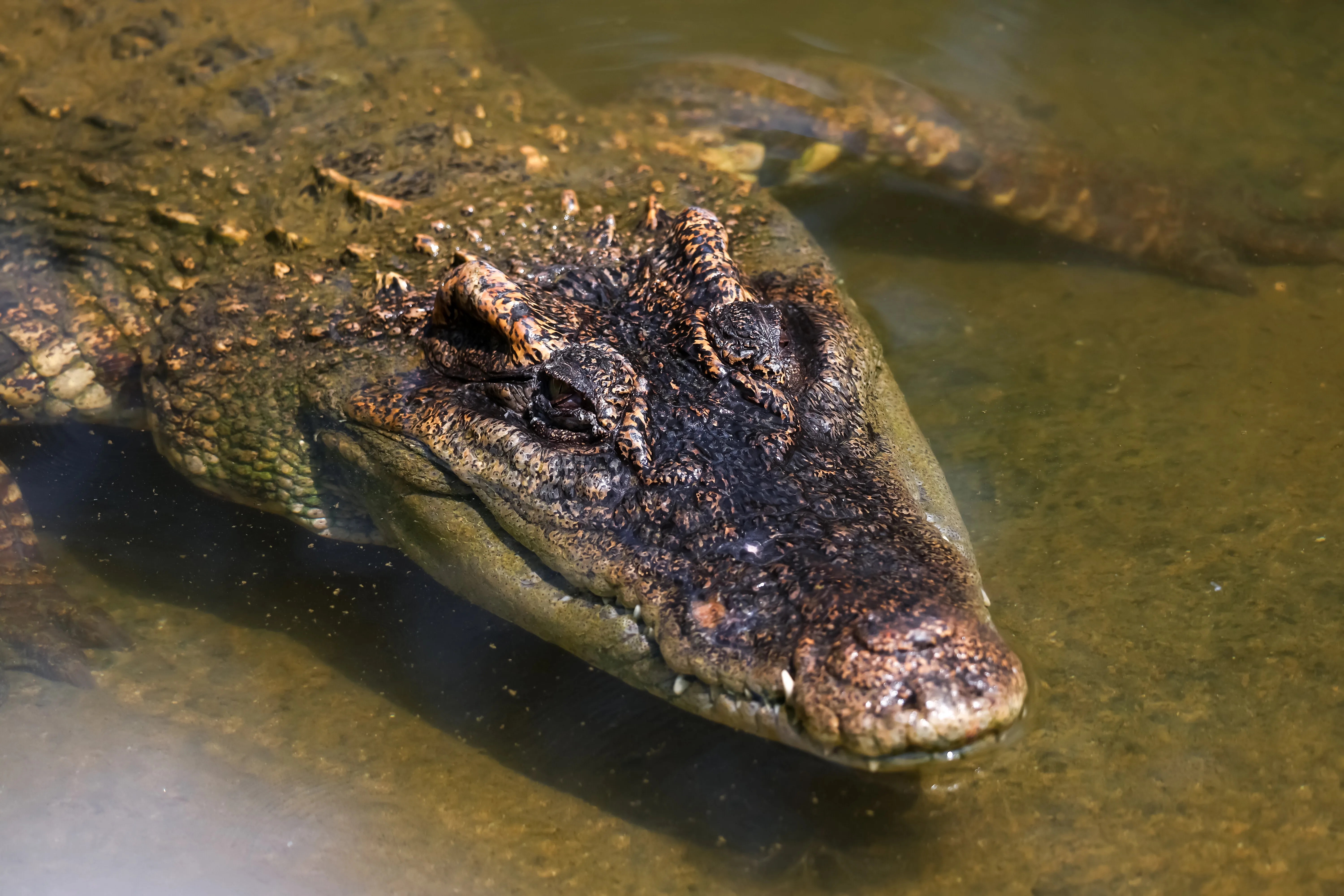 Zookeeper Jumped Into Crocodile Enclosure To Save Boy