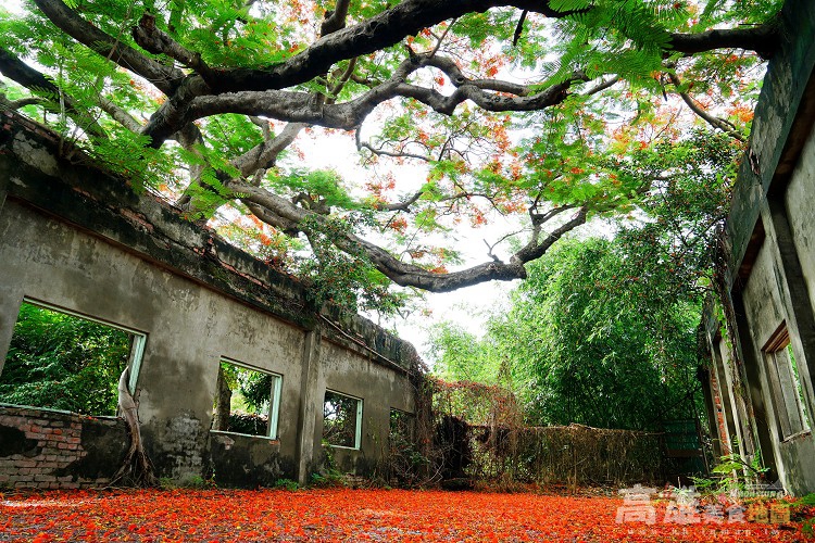 【高雄景點】孤獨的鳳凰花物語　蕃茄（柑仔蜜）會社