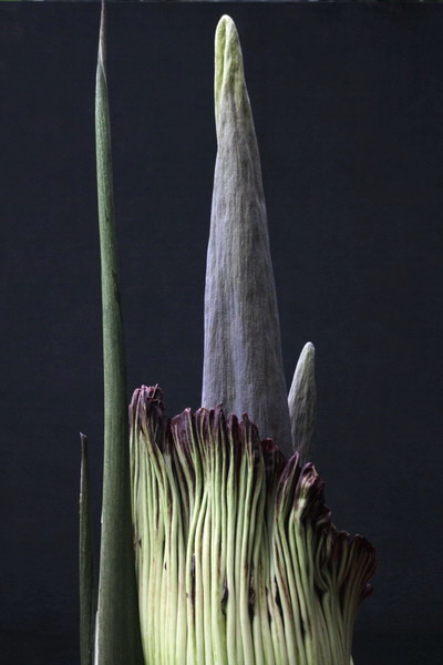 巨花魔芋種子蒟蒻是什麼做的 植株是 巨花魔芋 親戚 Ynf