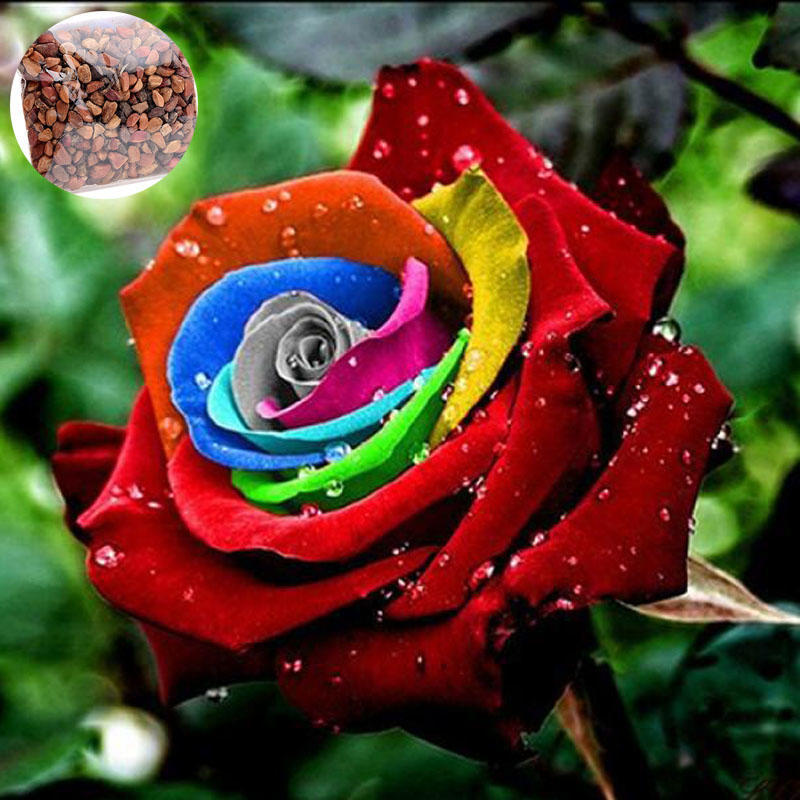 Well, plants adapt to the environment in which they live. Buy 200 Pcs Mystic Rainbow Rose Bush Flower Seeds Stratisfied Rare Seed At Affordable Prices Free Shipping Real Reviews With Photos Joom
