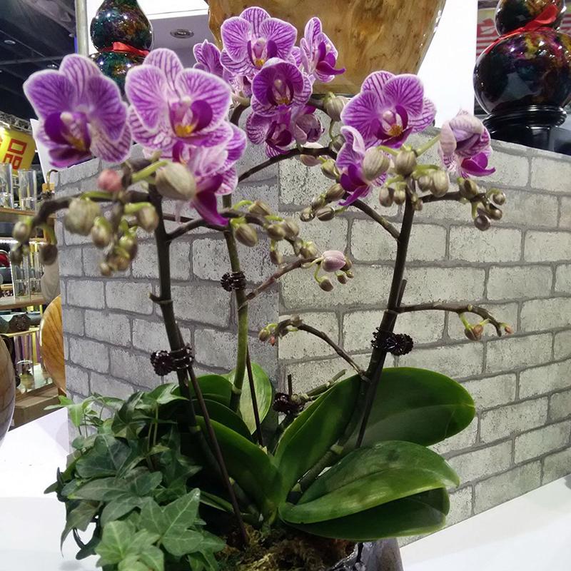 The early purple orchid was once a common plant, found in a variety of habitats. Buy 20pcs Plant Fixed Clip Orchid Stem Vine Support Flower Tied Tree Branch Clamp Vine At Affordable Prices Free Shipping Real Reviews With Photos Joom