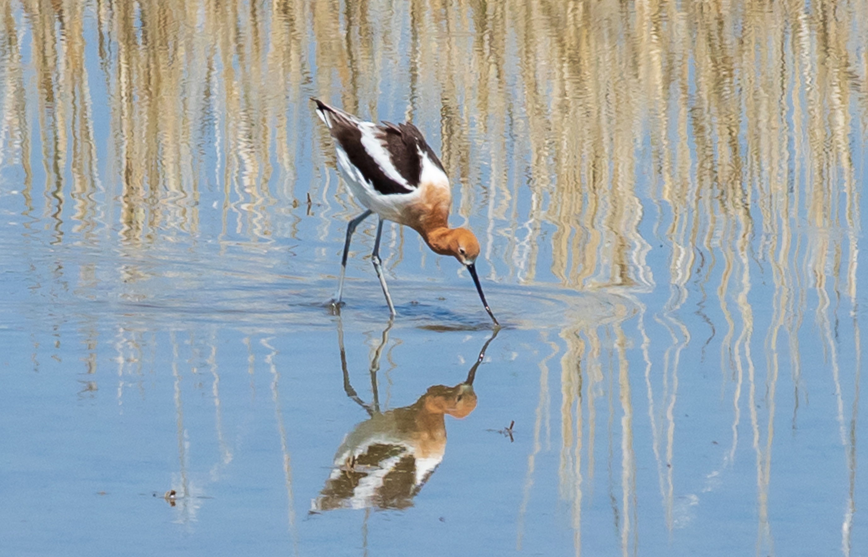 Utah Wildlife Management Areas: New Access Rules and Digital Permits (2026)