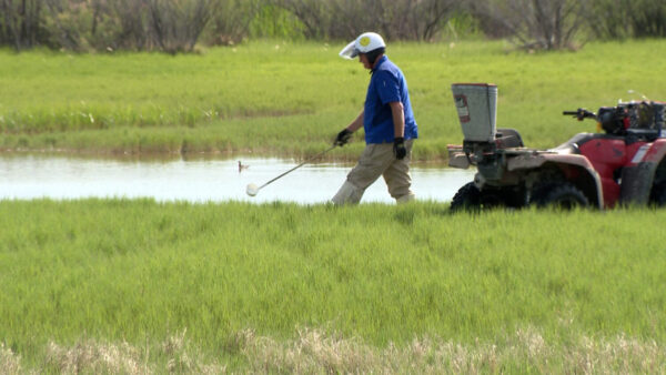 Salt Lake City: Early Mosquito Season and How to Protect Yourself (2026)