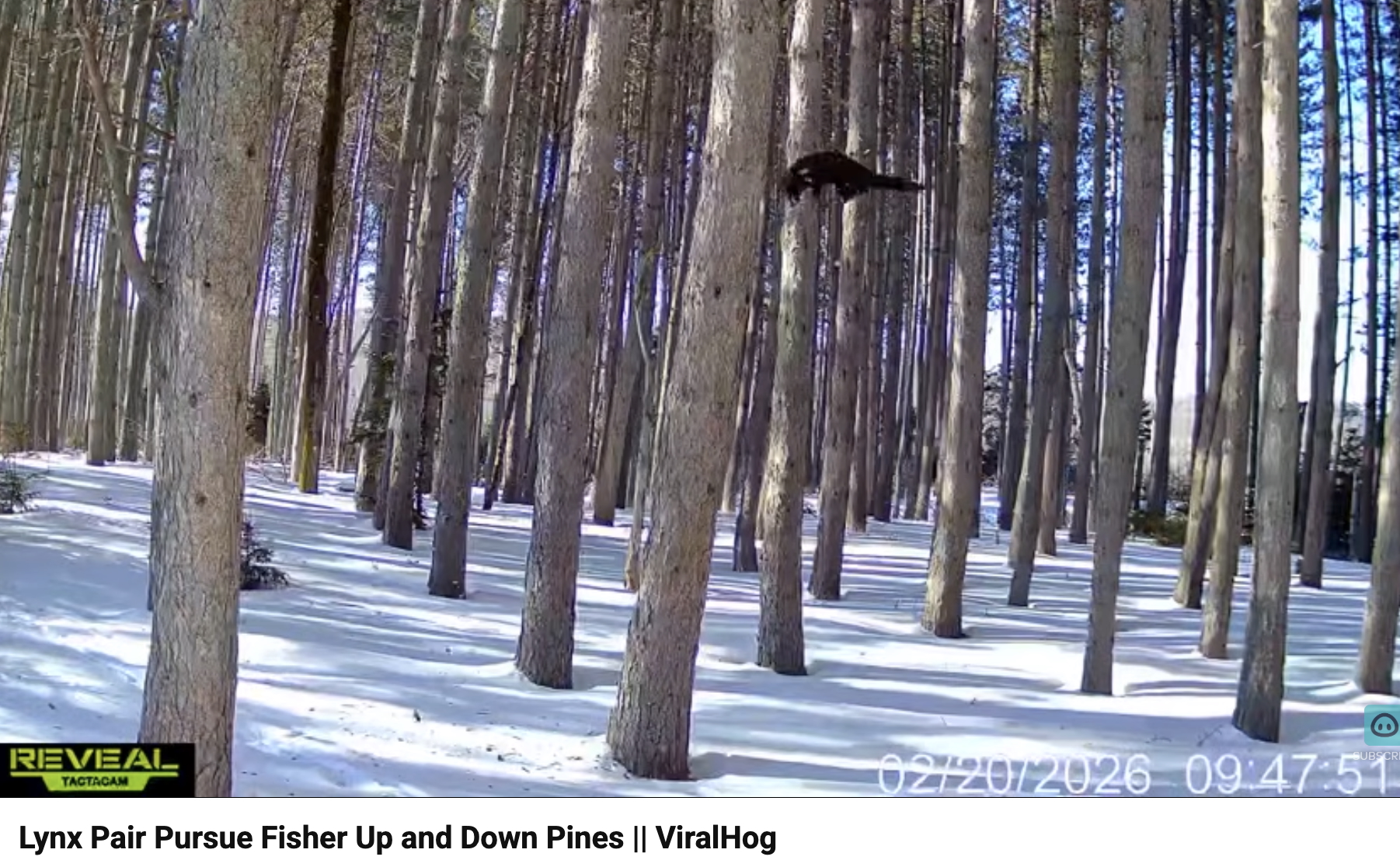 Lynx vs. Fisher: An Epic Tree-Climbing Chase (2026)