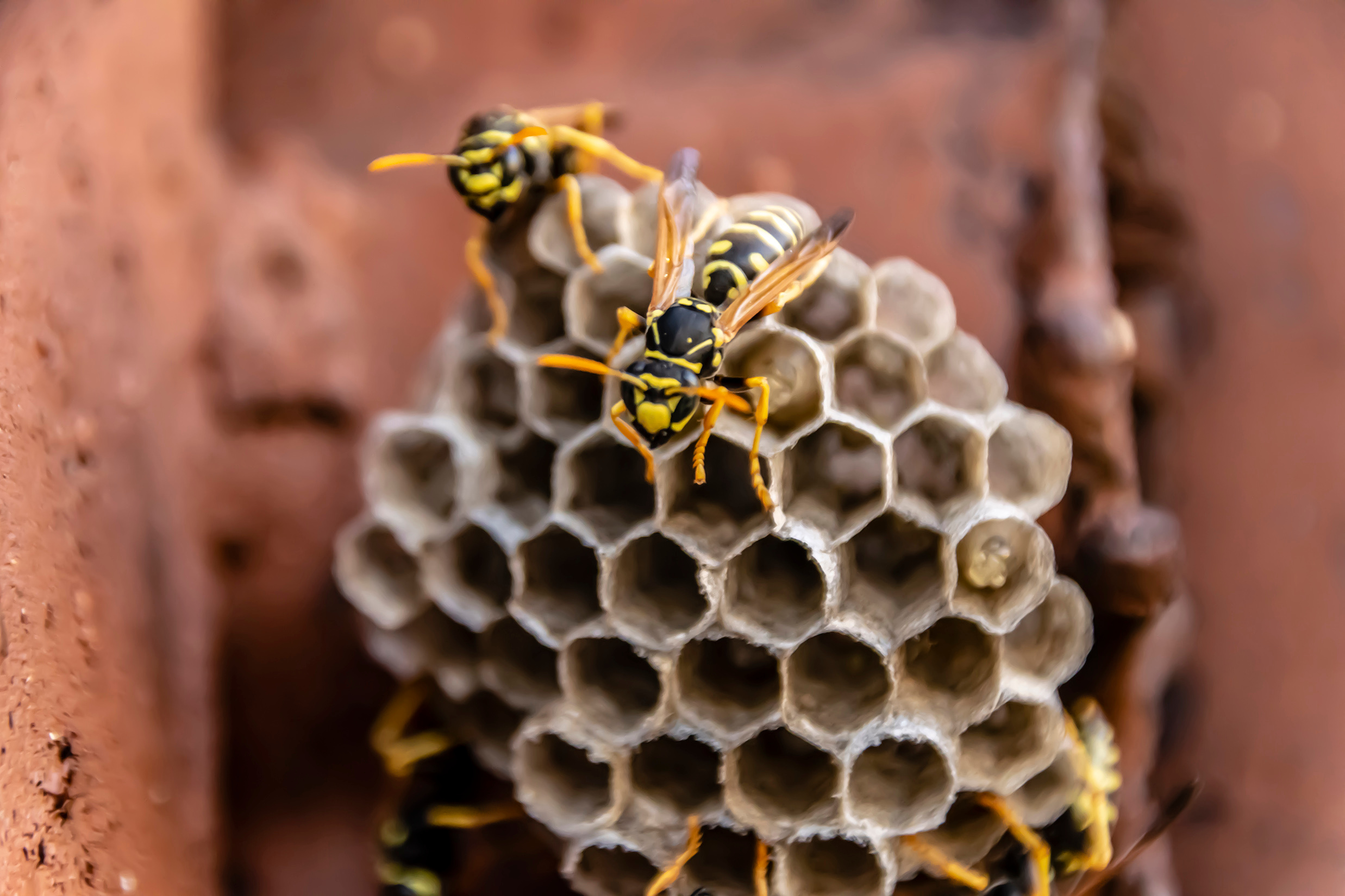 Utah Wasp Guide: Early Warning Signs & Prevention Tips to Keep Your Family Safe (2026)