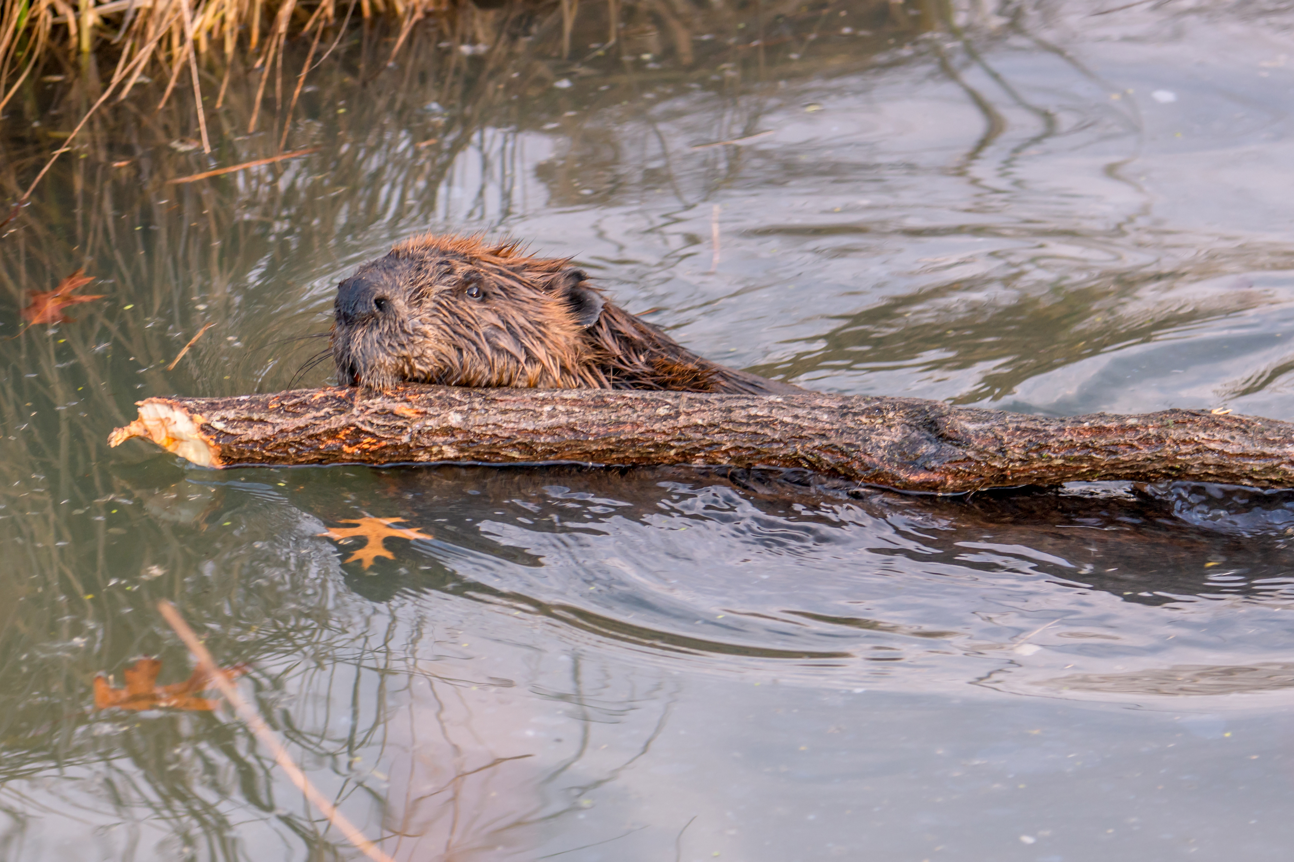How Beavers are Helping Farmers and Preserving Water in Utah (2026)