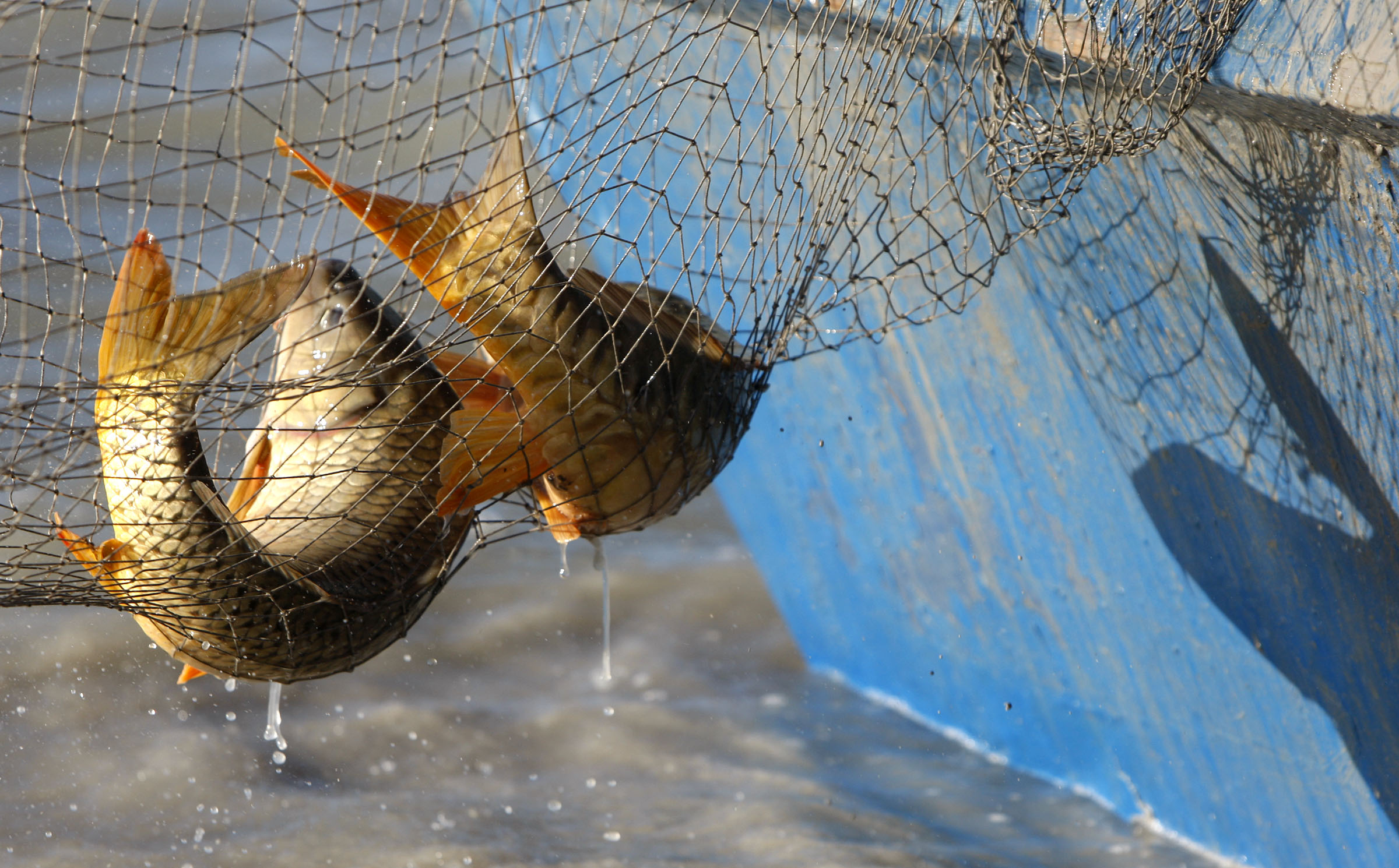 Utah Lake's Carp: A Safe and Delicious Victory (2026)